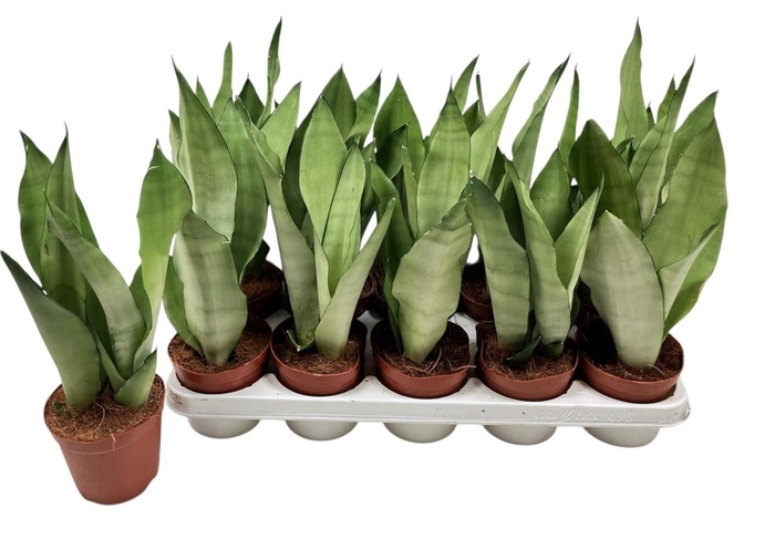 <h4>SANSEV MOONSHINE</h4>