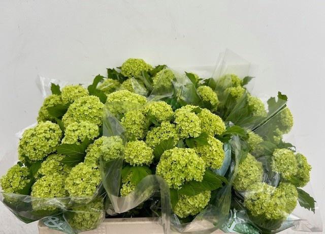 <h4>VIBURNUM ROSEUM ST</h4>