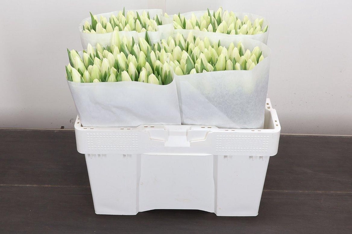 <h4>Tu En Albatros</h4>