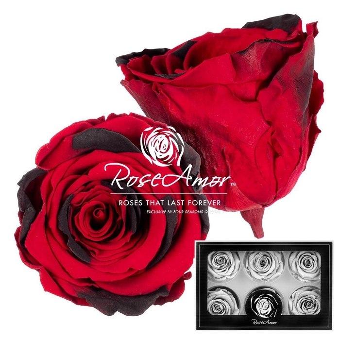 <h4>Lplus Red03</h4>