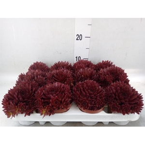 Sempervivum   ...