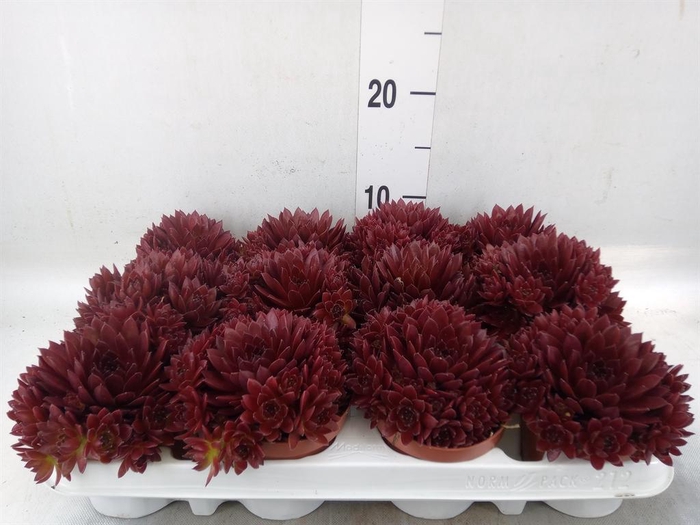 <h4>Sempervivum   ...</h4>