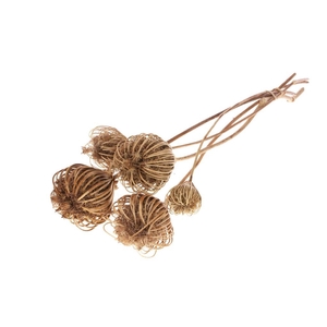 Ammi Majus Large 5pc Natural