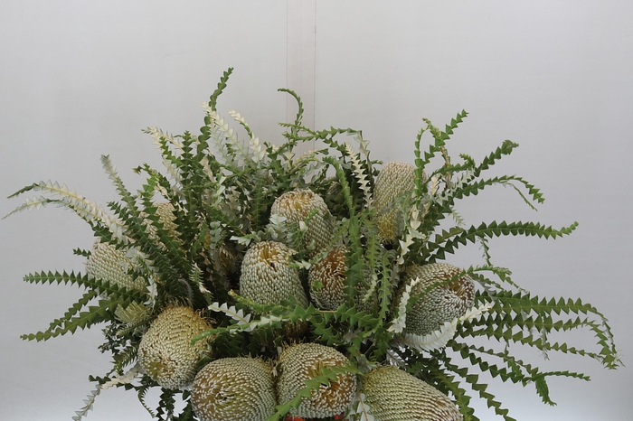 <h4>Banksia Speciosa</h4>