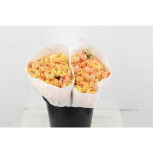 RAN SUCCES GRANPASTEL