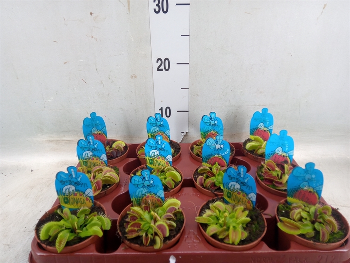 <h4>Dionaea muscipula</h4>