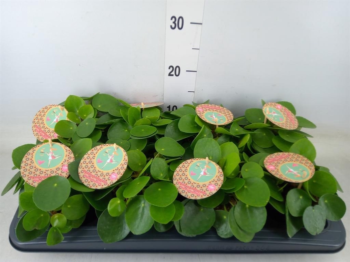 <h4>Pilea peperomioides</h4>