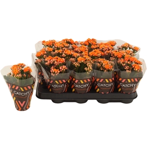 Kalanchoe Double Orange