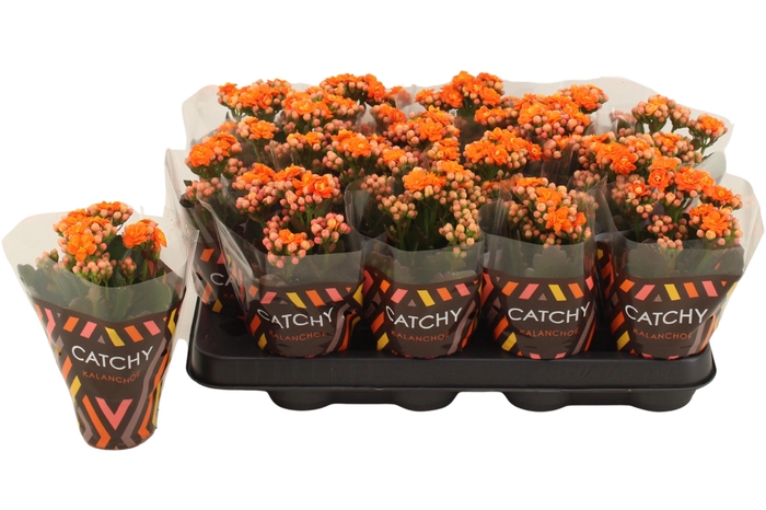 <h4>Kalanchoe Double Orange</h4>