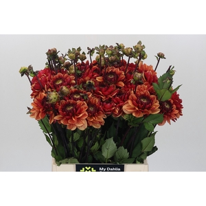 Dahlia Orange Quartz