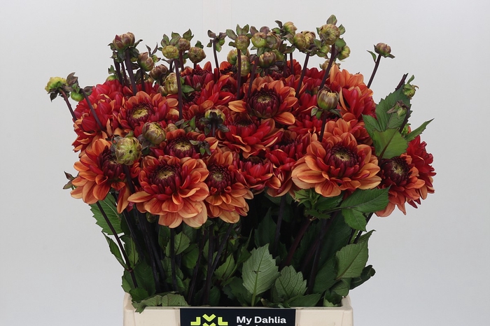 <h4>Dahlia Orange Quartz</h4>