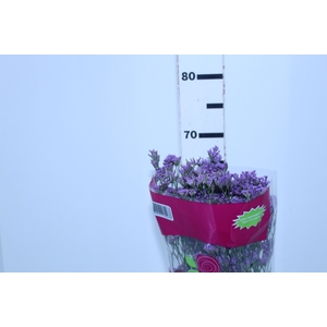 LIMONIUM SHOOTING STAR 070 CM