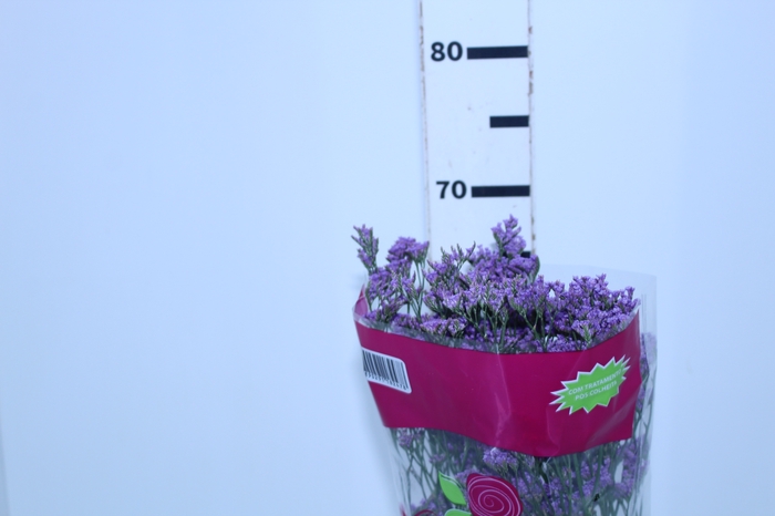 LIMONIUM SHOOTING STAR 070 CM