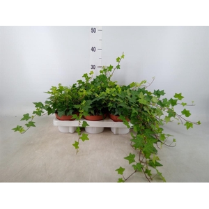 Hedera helix 'Pittsburgh'