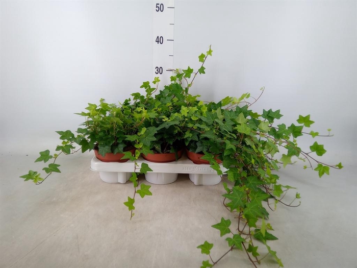 <h4>Hedera helix 'Pittsburgh'</h4>