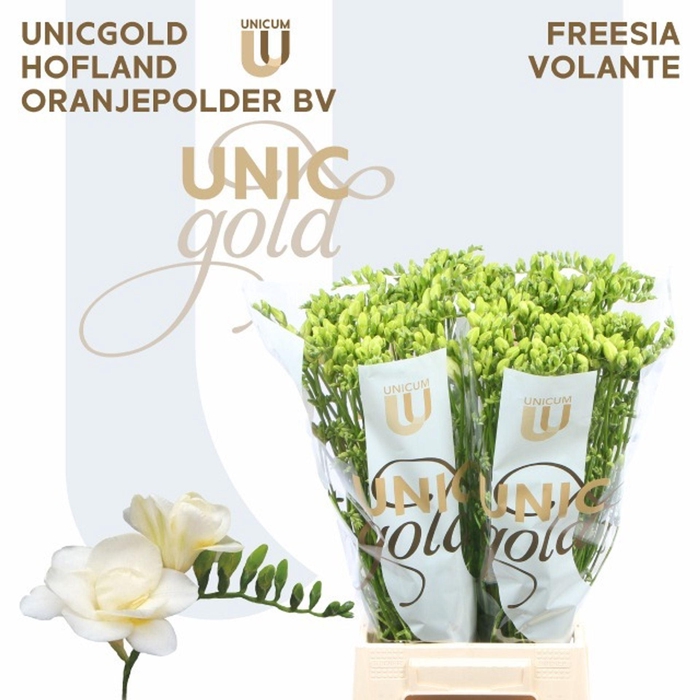 <h4>Freesia du Volante</h4>