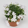 CAMPANULA PORTO ICE WHITE DECORUM