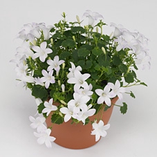 Campanula Porto Ice white