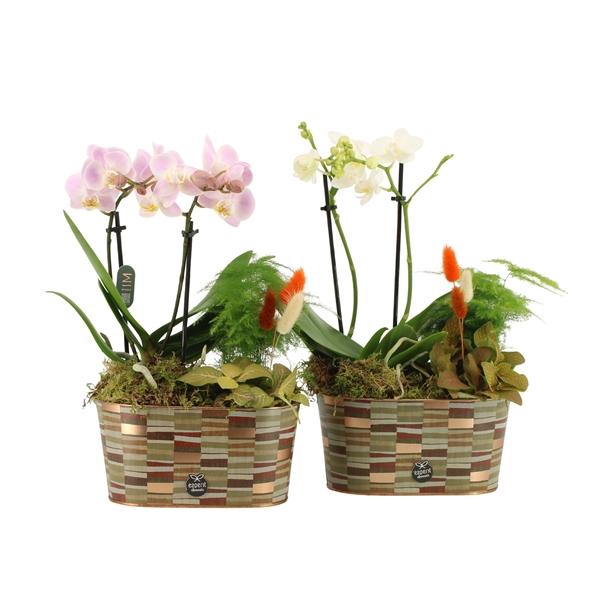 <h4>41582: Treasure time arrangement</h4>