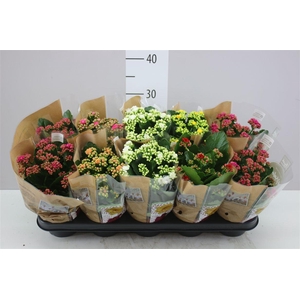 Kalanchoe Rosalina Mix