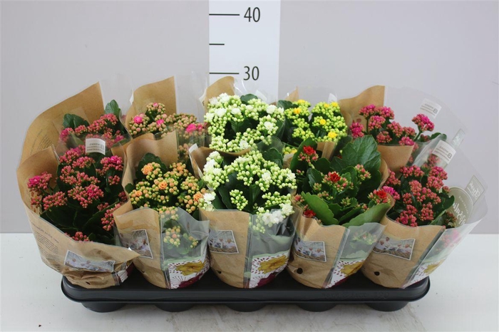 <h4>Kalanchoe Rosalina Mix</h4>