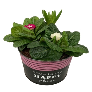 Primula Happy Zink rond 2x Prim + Hyacint 652