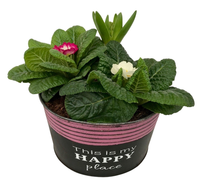 <h4>Primula Happy Zink rond 2x Prim + Hyacint 652</h4>