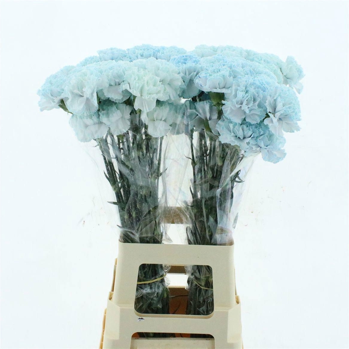 <h4>DI ST OV KLB H%</h4>