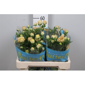 Ran Butterfly Hestia