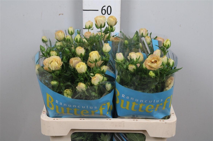 <h4>Ran Butterfly Hestia</h4>