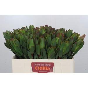 Leucadendron Laurel Yellow