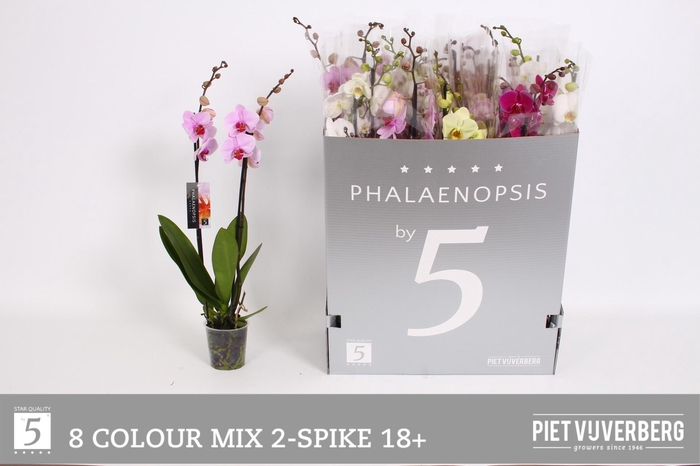 <h4>PHAL GEM 8 KL</h4>