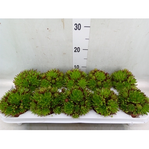 Sempervivum   ...