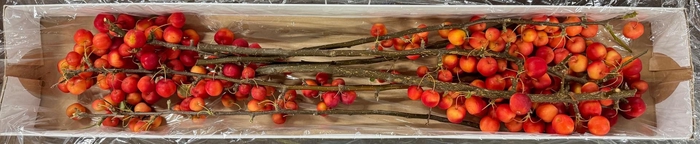 <h4>MALUS RED SENTINEL</h4>