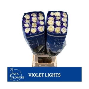 R Gr Klb H% Violet Lights