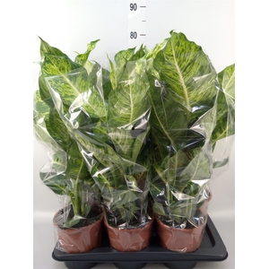 Dieffenbachia  'Mars'