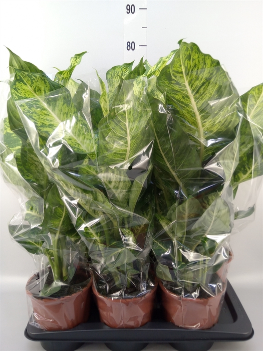 <h4>Dieffenbachia  'Mars'</h4>