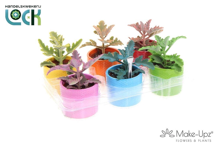 <h4>KALANCHOE BEHARENSIS</h4>