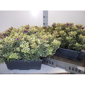 HEBE AND VARIEGATA