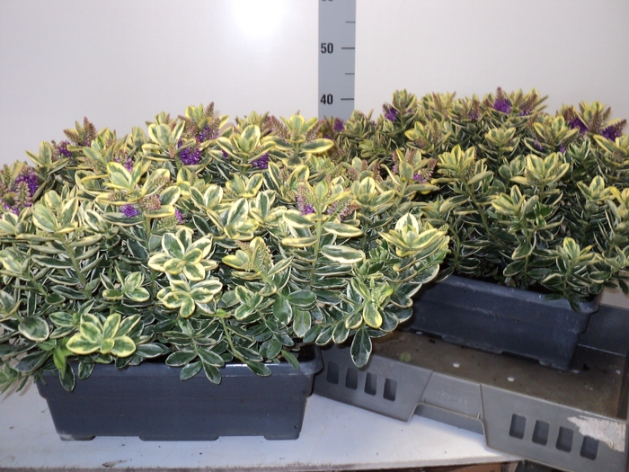 <h4>HEBE AND VARIEGATA</h4>