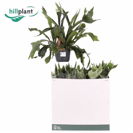 <h4>Platycerium bifurcatum 'Netherlands'</h4>