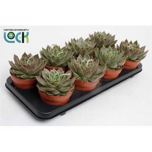 Echeveria agavoides