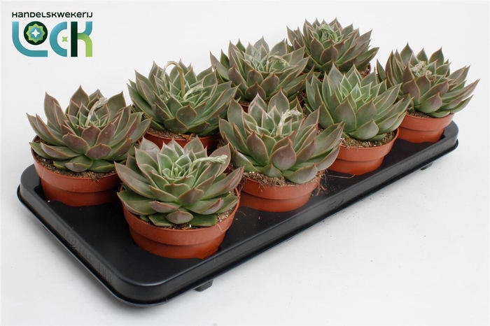 <h4>Echeveria agavoides</h4>