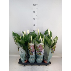 Spathiphyllum  'Sweet Ricardo'