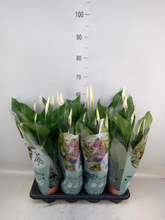 <h4>Spathiphyllum  'Sweet Ricardo'</h4>