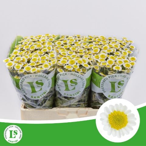 <h4>Chrysanthemum SA 'Sun Up'</h4>