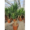 Yucca