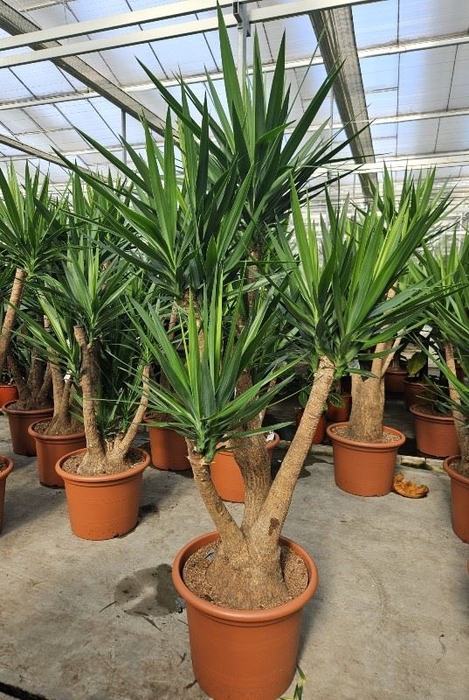 <h4>Yucca</h4>