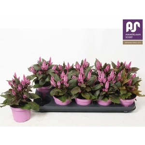 CEL MERIDA PINK