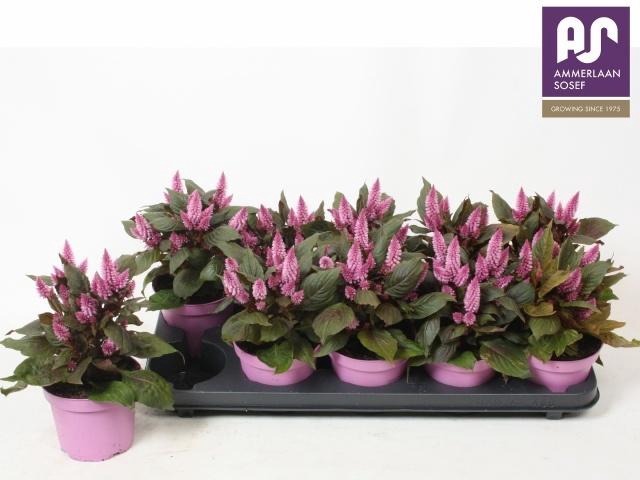 <h4>CEL MERIDA PINK</h4>